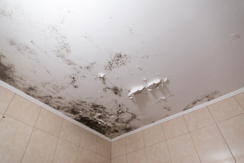 Mold and mildew in house